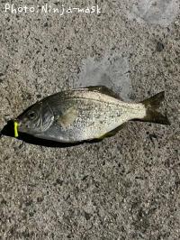 ���ߥ��ʥ�