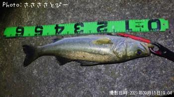 �����Х�