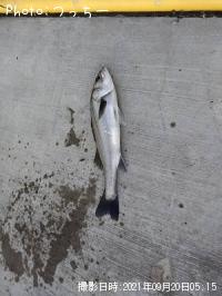 �����Х�