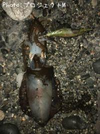 �����ꥤ��