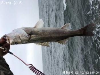 ¥·¡¼¥Ð¥¹¡¢¥«¥ì¥¤