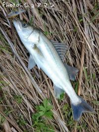 �����Х�