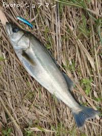 �����Х�