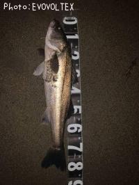 �����Х�