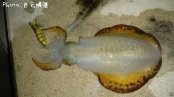 �����ꥤ��