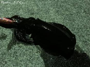 �����ꥤ��