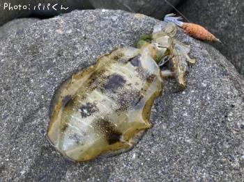 �����ꥤ��