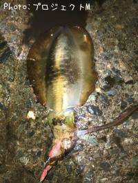 �����ꥤ��