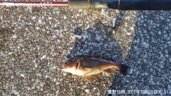 ������Х�