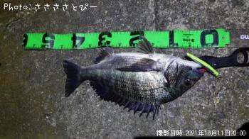 ���������������Х�