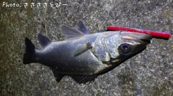 ���������������Х�