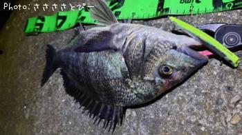 ���������������Х�