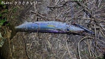 ���ޥ���