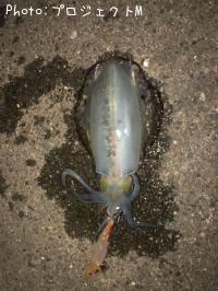 �����ꥤ��