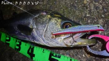 �����Х�