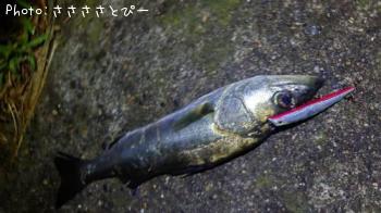 �����Х�