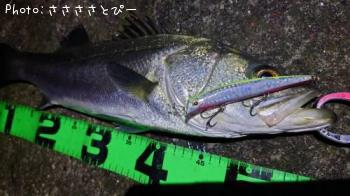 �����Х�