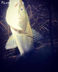 �����Х�