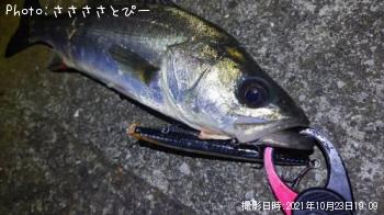 ¥·¡¼¥Ð¥¹