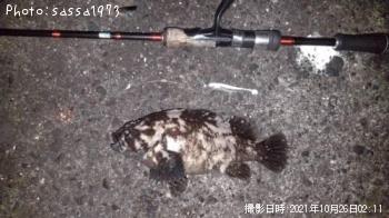 ¥ª¥¦¥´¥ó¥à¥é¥½¥¤