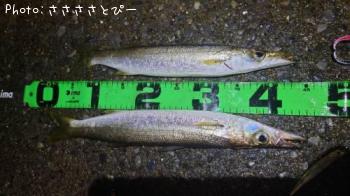 ���ޥ���