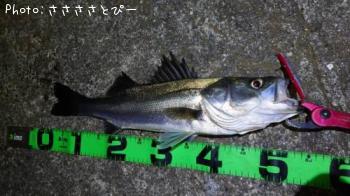 �����Х�