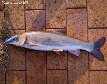 �ޥ륿������