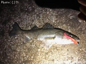 �����Х�