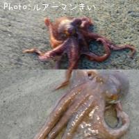 �ޥ���