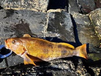 �����ʥ�