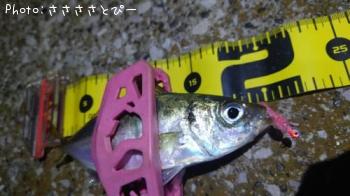 ��������Х�