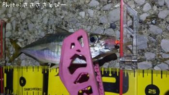 ��������Х�