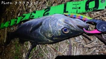 �����Х������Υ���