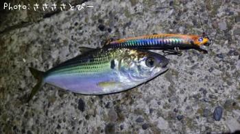 �����Х������Υ���