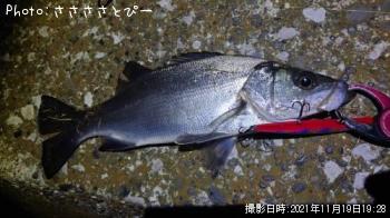 �����Х�