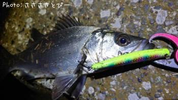 �����Х�