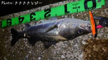 �����Х�������