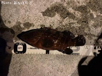 �����ϥ�