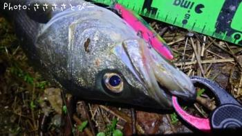 �����Х�