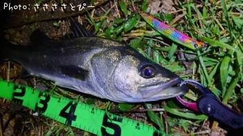 �����Х�