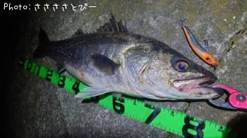 ��󥫡������Х�