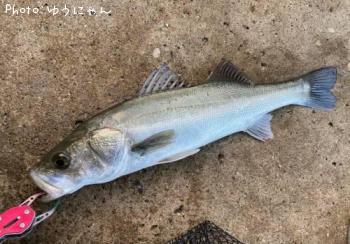 �����Х�