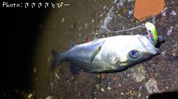 �����Х�