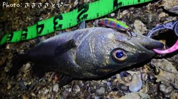 �����Х�