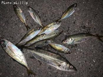 ¥¢¥¸¡¢¥»¥¤¥´