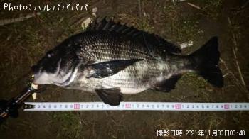 ¥·¡¼¥Ð¥¹¡õ¥¯¥í¥À¥¤