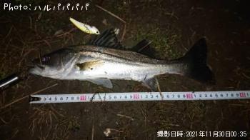 ¥·¡¼¥Ð¥¹¡õ¥¯¥í¥À¥¤