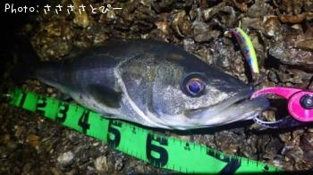 �����Х�