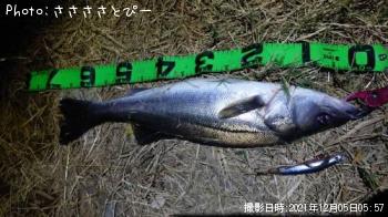 ¥·¡¼¥Ð¥¹¡õ¥µ¥Ð