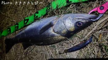 ¥·¡¼¥Ð¥¹¡õ¥µ¥Ð